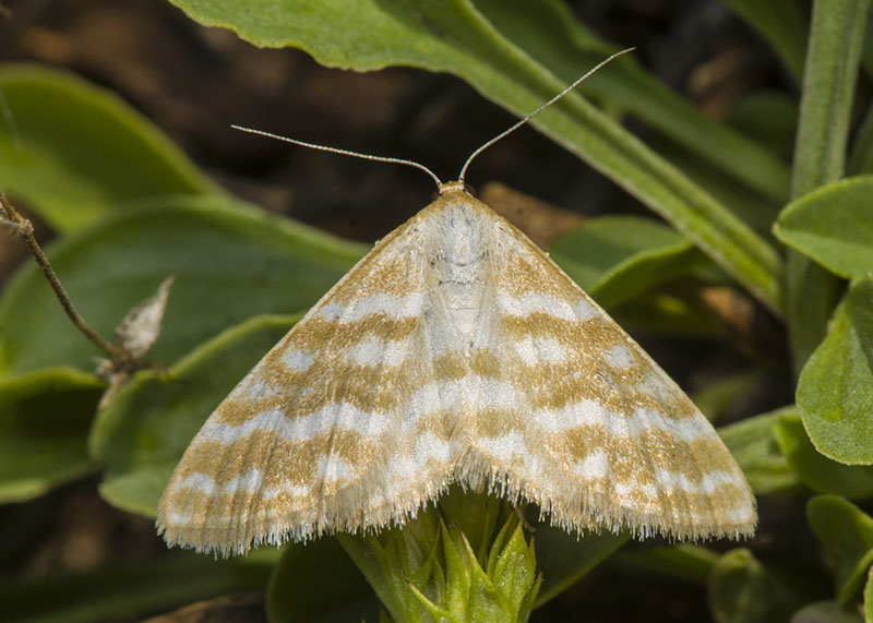 Idaea sericeata, Geometridae